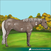 Horse Color:White Spotted Silver Black Rabicano 