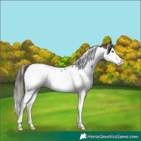 Horse Color:Liver Chestnut Sabino Splash Tobiano Appaloosa 