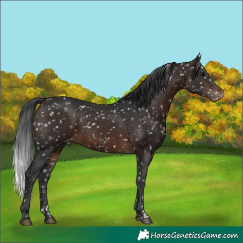 Horse Color:Brown Appaloosa 