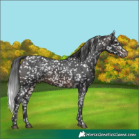 Horse Color:Brown Appaloosa 