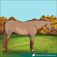 Horse Color:Red Dun Rabicano
