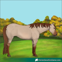 Horse Color:Red Dun