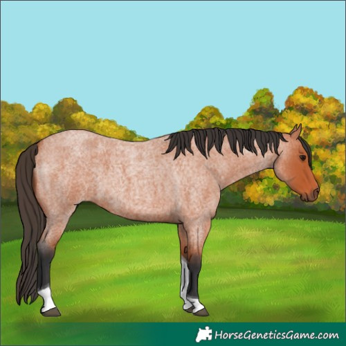 Horse Color:Bay Roan Tobiano 