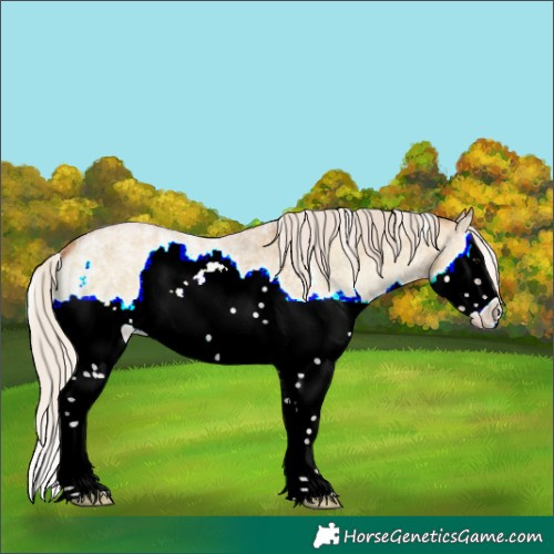 Horse Color:Powder White Silver Bay Roan Onyx Splash Frame Appaloosa 
