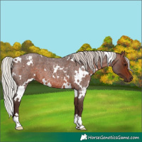 Horse Color:White Spotted Silver Brown Roan
