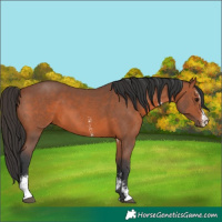 Horse Color:Bay Sabino