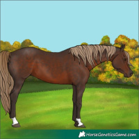 Horse Color:Liver Chestnut