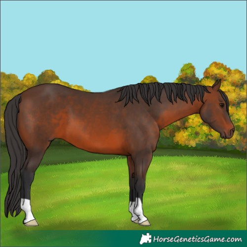Horse Color:Brown 