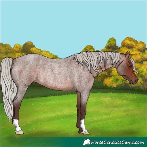 Horse Color:Silver Brown Roan Rabicano 