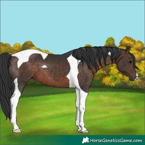 Horse Color:Brown Tobiano 