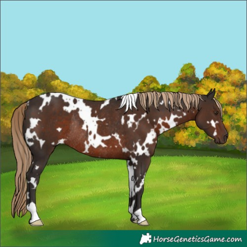 Horse Color:White Spotted Liver Chestnut Rabicano