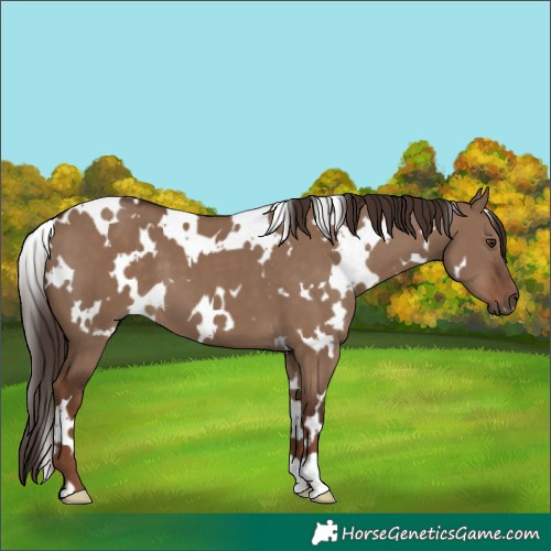 Horse Color:White Spotted Liver Red Dun 