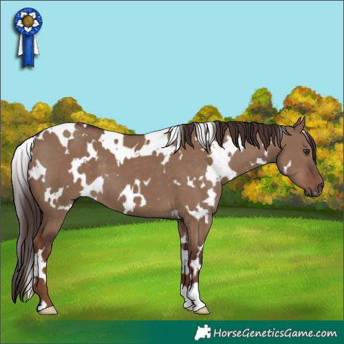 Horse Color:White Spotted Liver Red Dun 