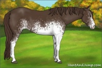 Horse Color:White Spotted Liver Chestnut 