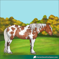 Horse Color:White Spotted Silver Bay Rabicano 