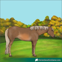 Horse Color:Chocolate Palomino