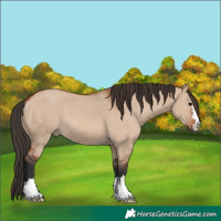 Horse Color:Bay Dun