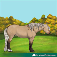 Horse Color:Gray Silver Bay Dun 