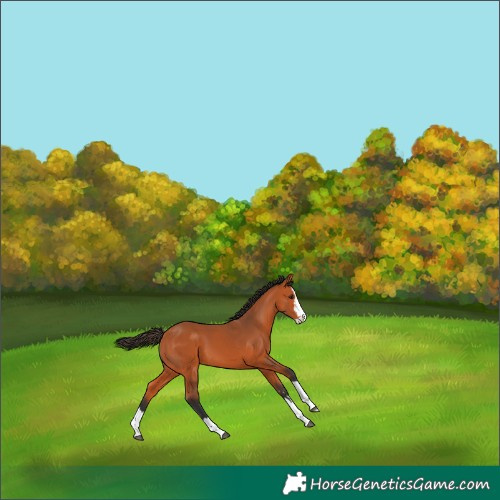 Horse Color:Bay Splash 