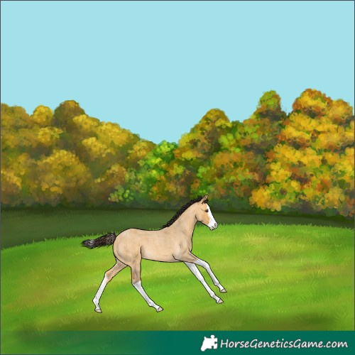 Horse Color:Buckskin Roan Dun Splash 