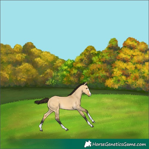 Horse Color:Buckskin Dun 