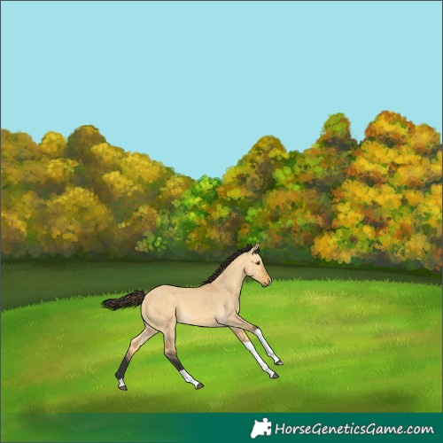 Horse Color:Buckskin Dun Tobiano 