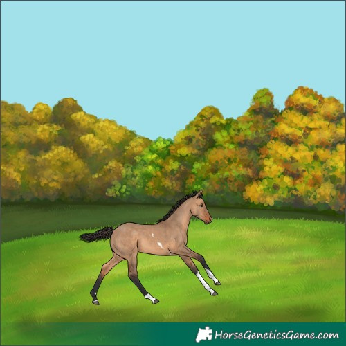 Horse Color:Bay Dun Tobiano 