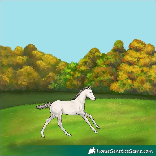 Horse Color:Perlino Dun 