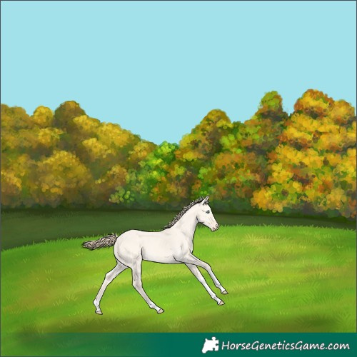 Horse Color:Perlino Dun Tobiano 