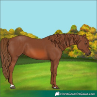 Horse Color:Chestnut 