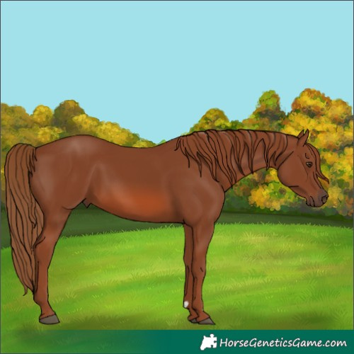 Horse Color:Chestnut 