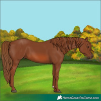 Horse Color:Chestnut 