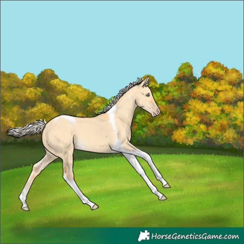 Horse Color:Silver Amber Cream Champagne Dun Tobiano 