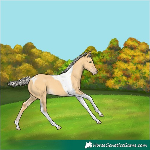 Horse Color:Silver Amber Cream Champagne Dun Tobiano