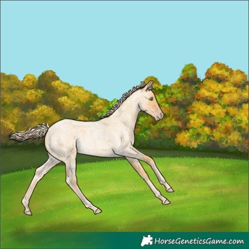 Horse Color:Gold Cream Champagne Roan Dun 