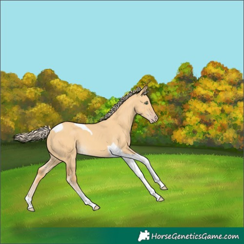 Horse Color:Gold Cream Champagne Dun Tobiano 
