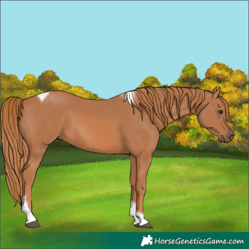 Horse Color:Chestnut Tobiano Rabicano 