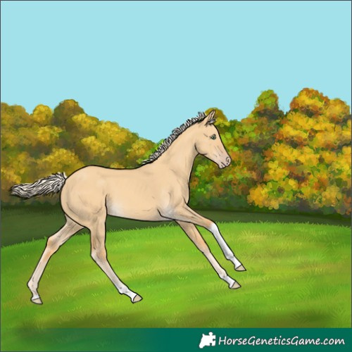 Horse Color:Gold Cream Champagne Dun Tobiano 