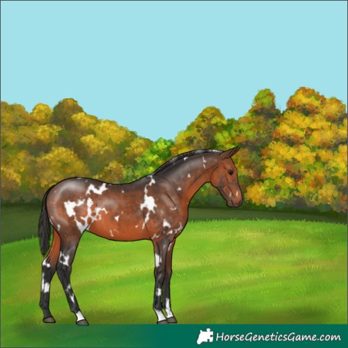 Horse Color:White Spotted Brown 