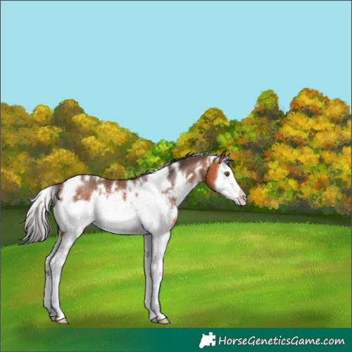 Horse Color:White Spotted Bay Splash Frame Rabicano 