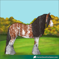 Horse Color:Bay Sabino Rabicano and Bay Sabino Rabicano