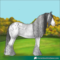 Horse Color:White Spotted Blue Roan Splash Appaloosa 