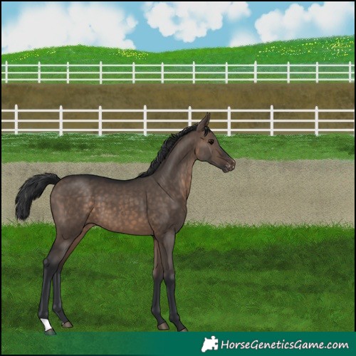 Horse Color:Brown Dun Appaloosa 