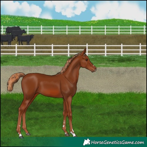 Horse Color:Chestnut 