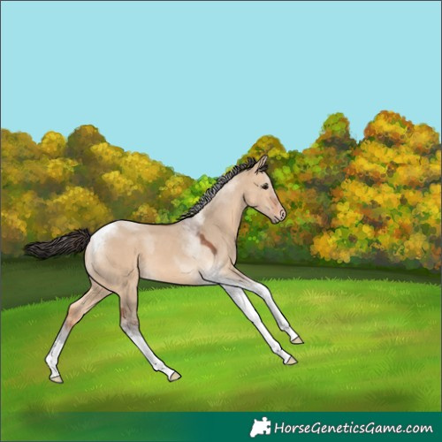 Horse Color:Bay Dun Tobiano 