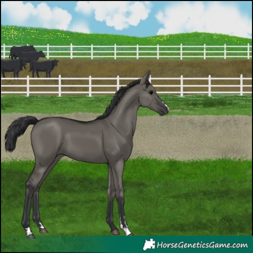 Horse Color:Grullo 