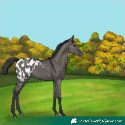 Horse Color:Grullo Appaloosa 