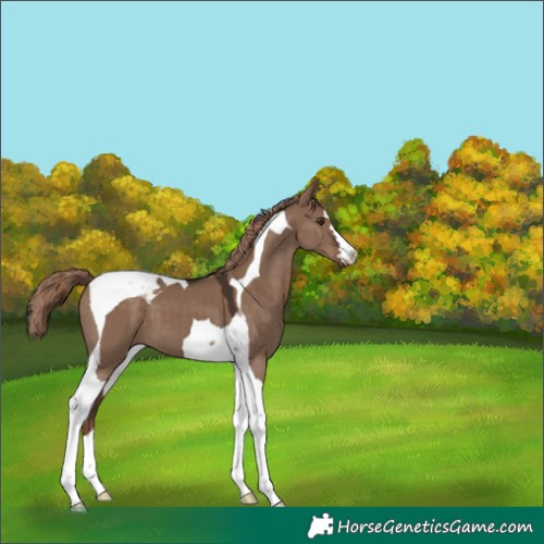 Horse Color:Liver Red Dun Tobiano 