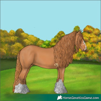 Horse Color:Chestnut 