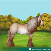 Horse Color:Gray Red Dun 